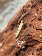 Argyresthia alternatella