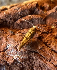 Argyresthia alternatella