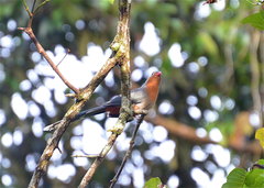 Zanclostomus javanicus