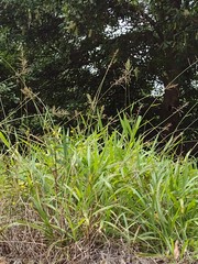 Paspalum paniculatum