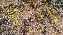 Lessingia tenuis