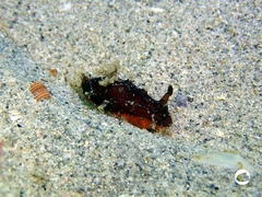 Plocamopherus