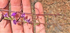 Neogaerrhinum strictum