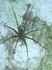Syntrechalea