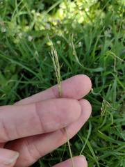 Digitaria henryi