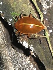 Ellipticus dorbignyi