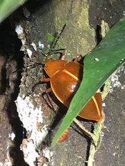 Ellipticus dorbignyi