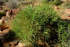 Euphorbia lignosa