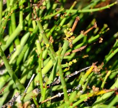 Euphorbia lignosa