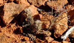 Anacampseros filamentosa