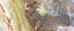 Rana huanrensis
