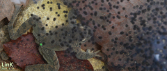 Rana huanrensis