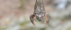 Rana huanrensis