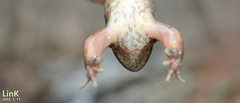 Rana huanrensis