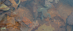 Rana huanrensis