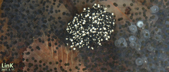 Rana huanrensis