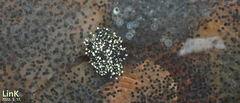 Rana huanrensis