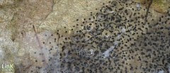 Rana huanrensis