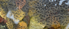 Rana huanrensis