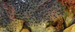 Rana huanrensis