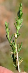 Pteronia mucronata
