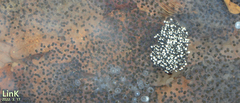 Rana huanrensis