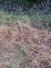 Schizachyrium condensatum