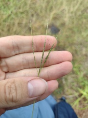 Digitaria violascens