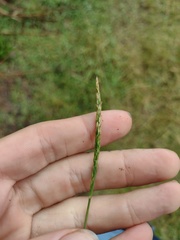 Digitaria henryi