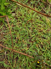 Digitaria henryi