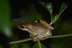 Polypedates cruciger