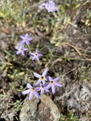 Leptosiphon androsaceus