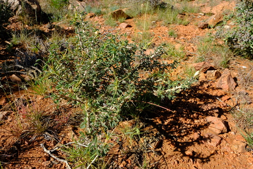 Monsonia salmoniflora image