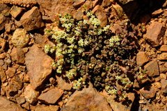 Crassula corallina subsp. macrorrhiza image