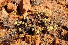 Crassula corallina subsp. macrorrhiza image