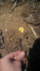 Layia glandulosa