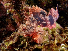 Scorpaena sumptuosa
