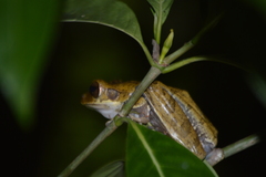 Polypedates cruciger