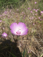Clarkia cylindrica
