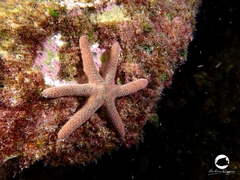 Nepanthia crassa