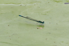 Austroagrion exclamationis