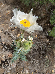 Argemone pleiacantha