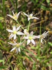 Allium speculae