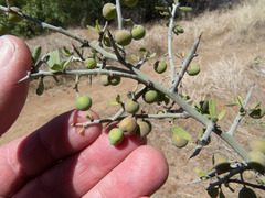 Sarcomphalus obtusifolius canescens