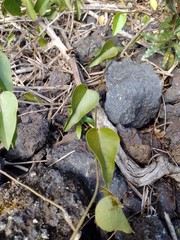 Cocculus orbiculatus