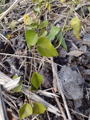 Cocculus orbiculatus
