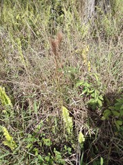 Schizachyrium condensatum