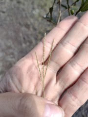 Digitaria violascens