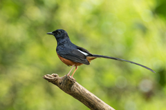 Copsychus malabaricus macrourus