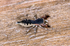 Cheliferoides segmentatus